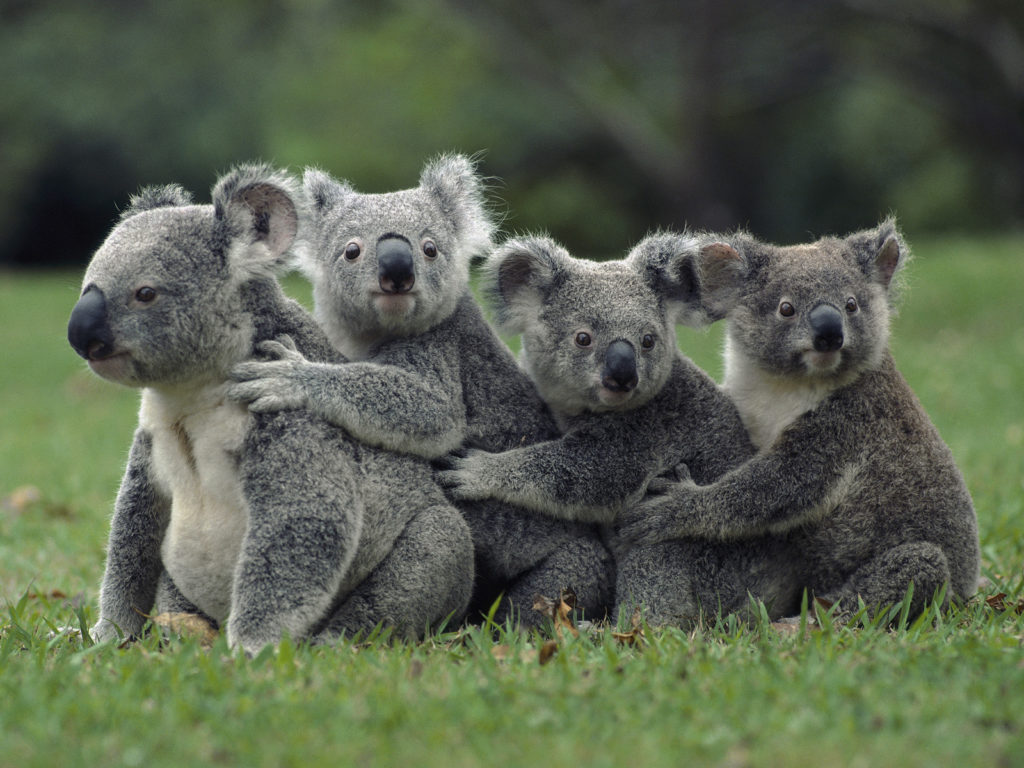 koala spotting on Stradbroke Island